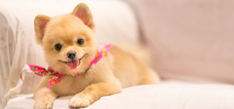Do Dogs Truly Sense Their Scruff? Understanding the Role and Sensitivity of a Dog s Neck Skin