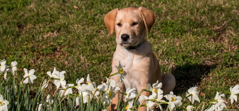 Do Dogs Truly Sense Their Scruff? Understanding the Role and Sensitivity of a Dog s Neck Skin