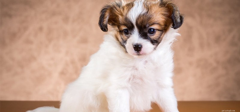 Can Dogs Grieve? Understanding Their Emotional Response to Loss