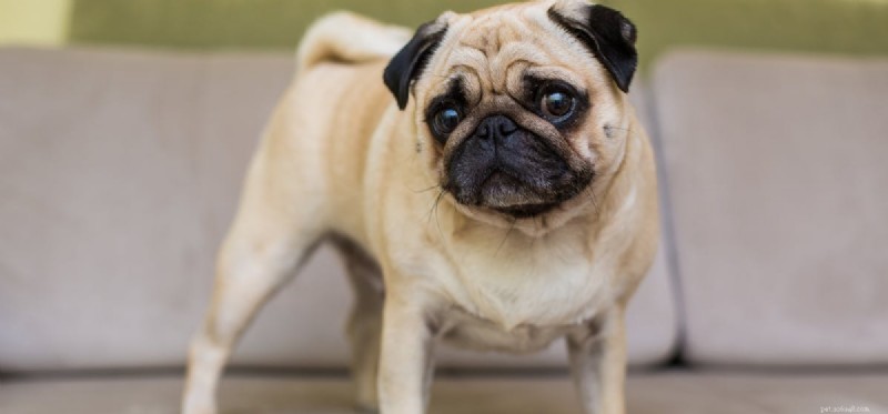 Can Dogs Grieve? Understanding Their Emotional Response to Loss