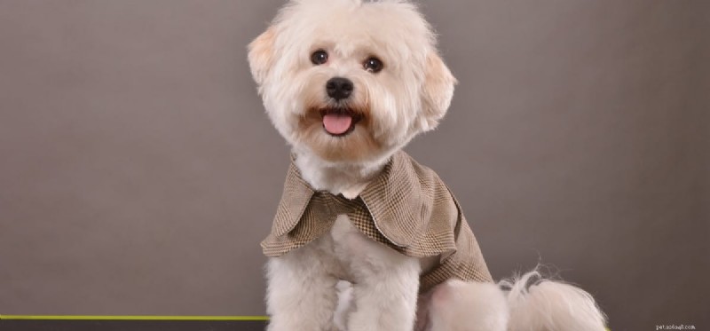 Can Dogs Grieve? Understanding Their Emotional Response to Loss
