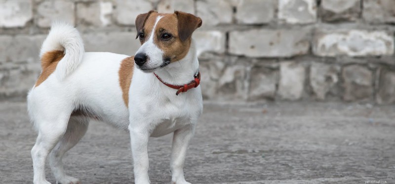 Do Dogs Experience Tick Bites? Understanding Their Pain and Response