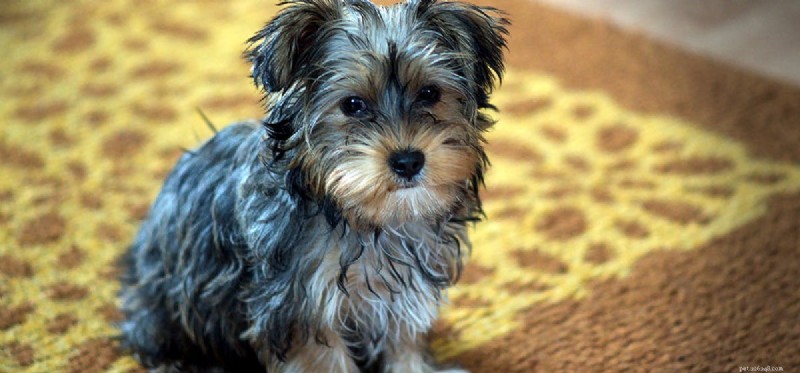 Do Dogs Experience Tick Bites? Understanding Their Pain and Response