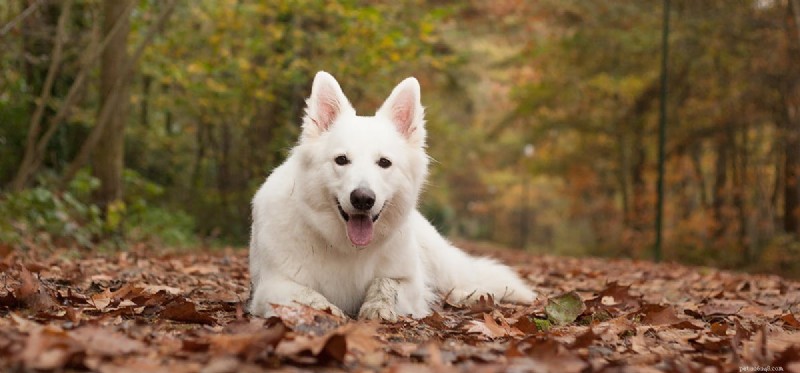 Do Dogs Experience Tick Bites? Understanding Their Pain and Response