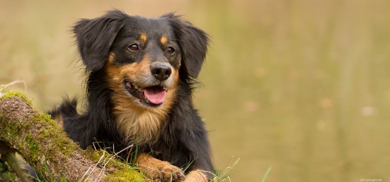 Do Dogs Feel Pain When Their Whiskers Are Trimmed?