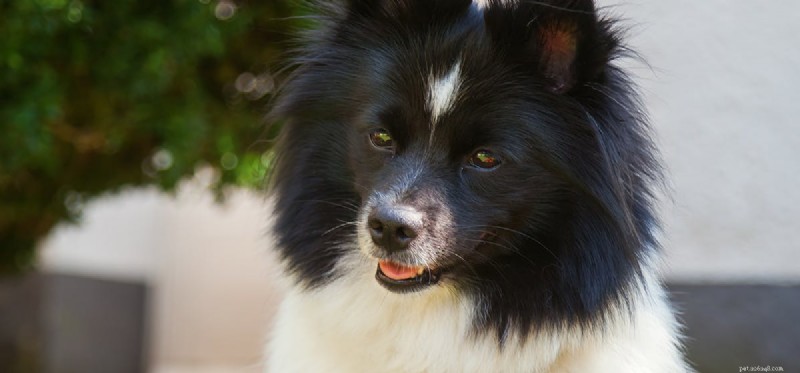 Do Dogs Feel Pain When Their Whiskers Are Trimmed?