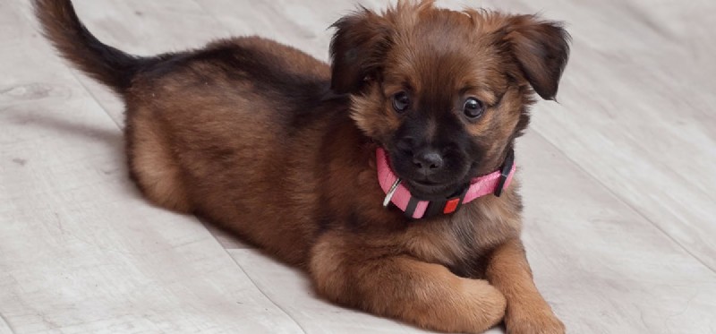 Do Dogs Feel Pain When Their Whiskers Are Trimmed?