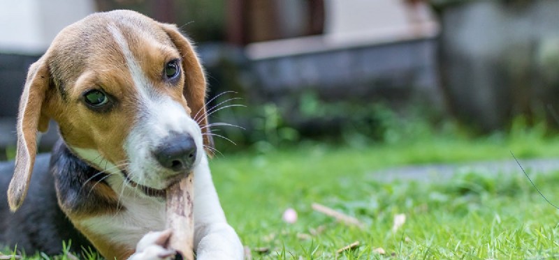 Do Dogs Feel Pain When Their Whiskers Are Trimmed?