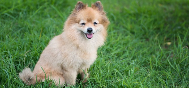 Do Dogs Truly Feel Your Absence?