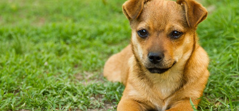 Do Dogs Truly Feel Your Absence?