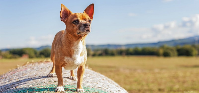 Do Dogs Truly Feel Your Absence?