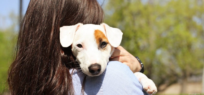 Do Dogs Truly Love You? Understanding Their Emotional Connection