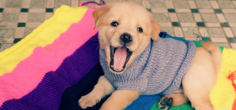 Discover Whether Dogs Find Things Funny – Their Surprising Sense of Humor