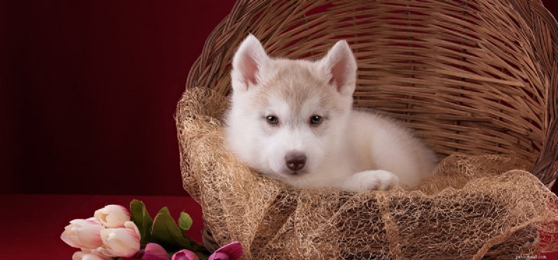 Discover Whether Dogs Find Things Funny – Their Surprising Sense of Humor