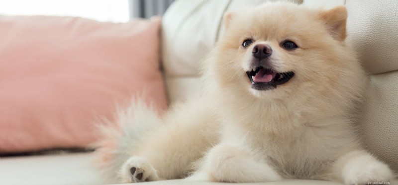 Discover Whether Dogs Find Things Funny – Their Surprising Sense of Humor