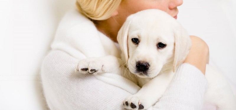 Do Dogs Truly Forget Their Owners? Insights into Canine Memory and Attachment