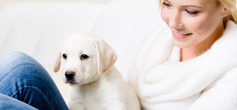 Do Dogs Truly Forget Their Owners? Insights into Canine Memory and Attachment