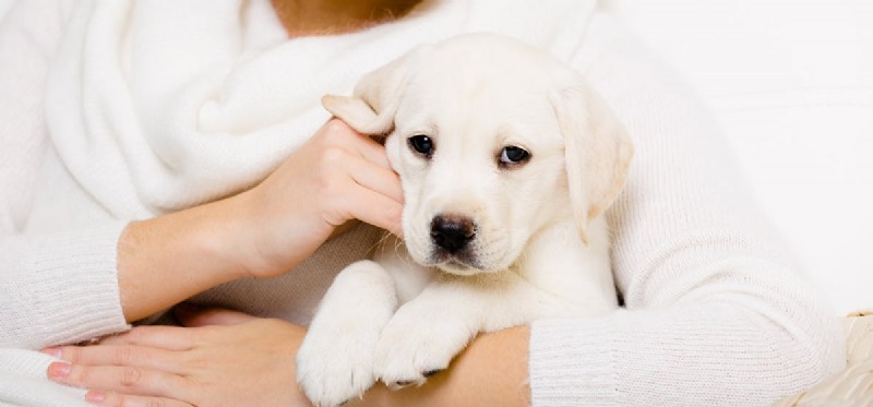 Do Dogs Truly Forget Their Owners? Insights into Canine Memory and Attachment