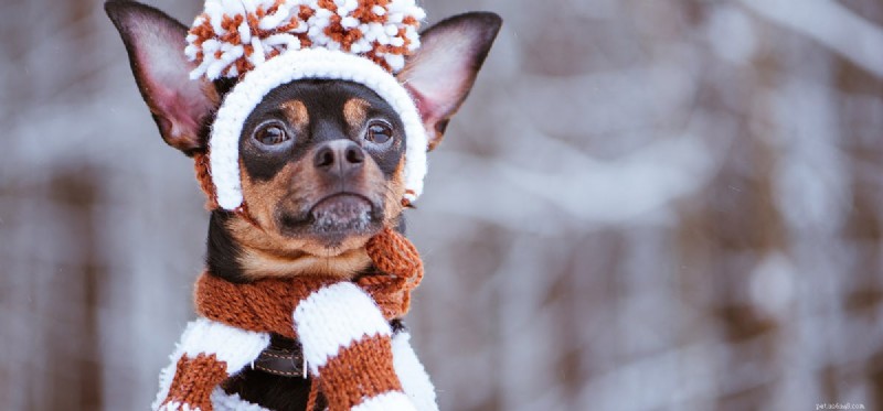 Do Dogs Catch Colds? Understanding Symptoms & Care