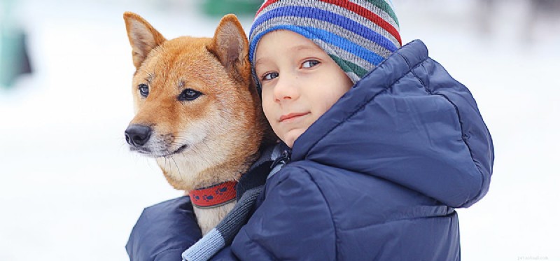 Do Dogs Catch Colds? Understanding Symptoms & Care