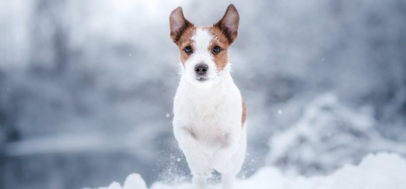 Do Dogs Catch Colds? Understanding Symptoms & Care
