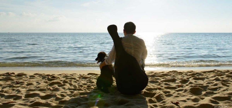 Do Dogs Experience Homesickness? Identifying Signs and Providing Comfort