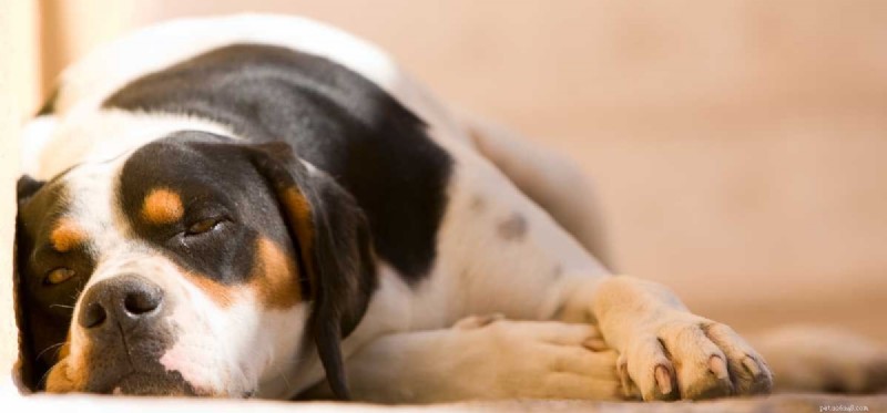 Do Dogs Experience Homesickness? Identifying Signs and Providing Comfort