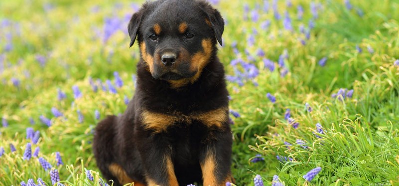 Can Dogs Hallucinate? Experts Explain the Science Behind Canine Hallucinations