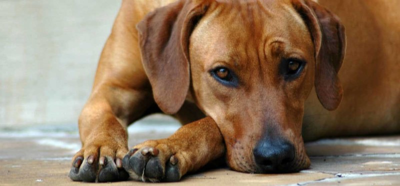 Do Dogs Experience Homesickness? Identifying Signs and Providing Comfort