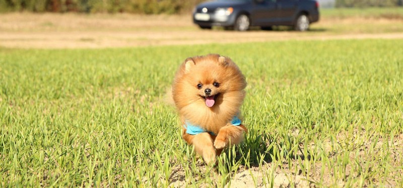 Can Dogs Hallucinate? Experts Explain the Science Behind Canine Hallucinations