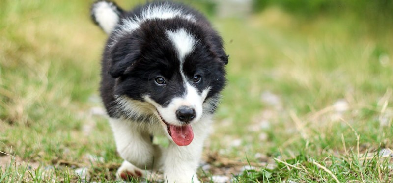Can Dogs Hallucinate? Experts Explain the Science Behind Canine Hallucinations