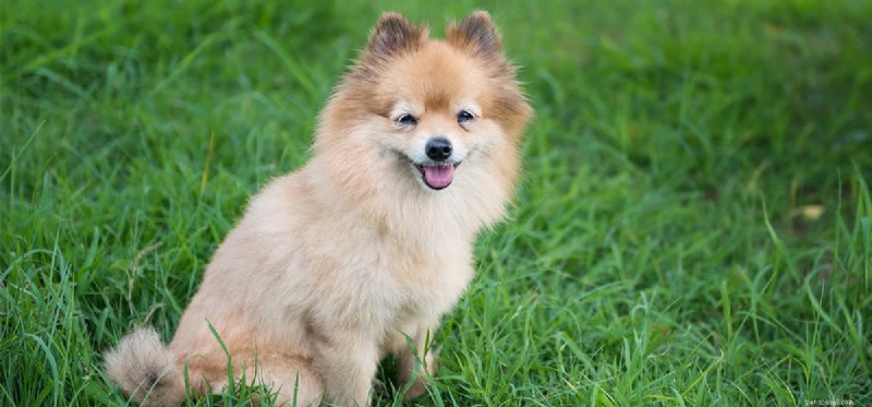 Can Dogs Hallucinate? Experts Explain the Science Behind Canine Hallucinations