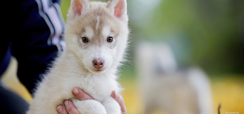 Can Dogs Safely Take Advil? Risks and Alternatives Explained