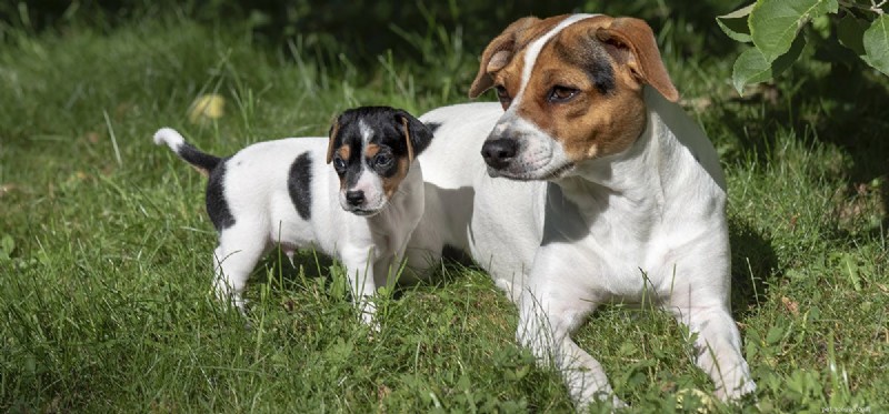 Can Dogs Safely Take Advil? Risks and Alternatives Explained