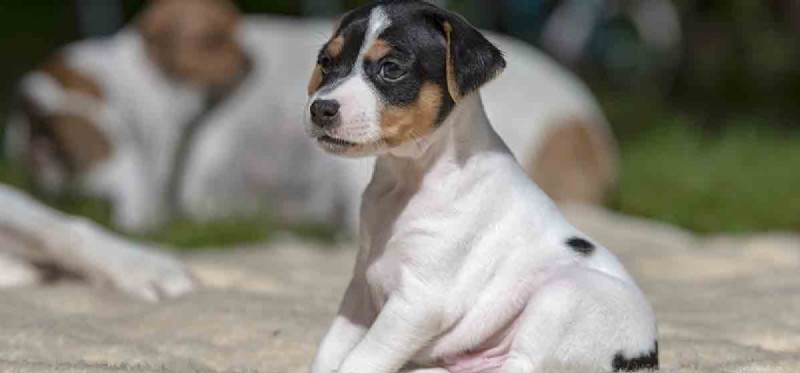 Can Dogs Safely Take Advil? Risks and Alternatives Explained