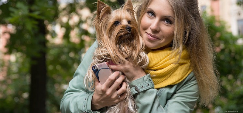 Can Dogs Safely Take Advil? Risks and Alternatives Explained