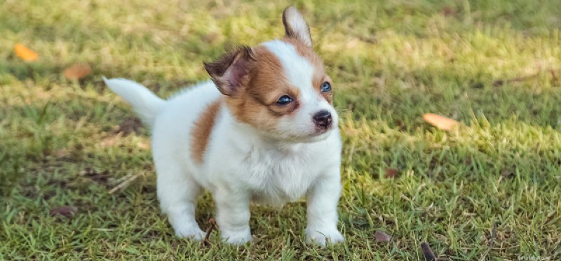Is Codeine Safe for Dogs? A Veterinary Guide