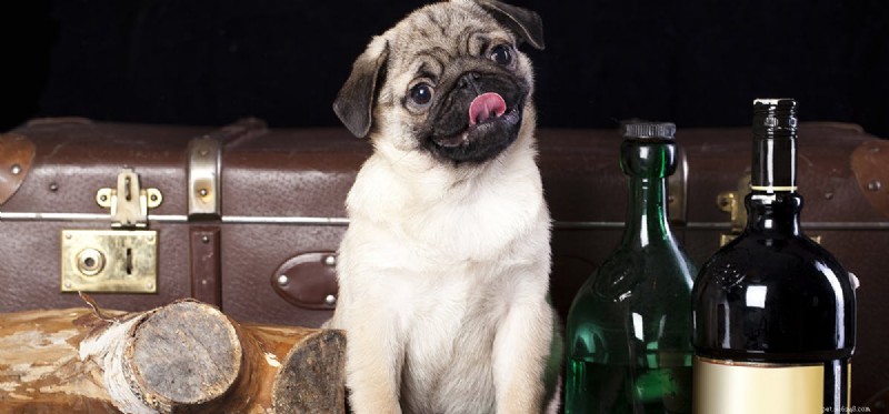 Why Alcohol Is Dangerous for Dogs: A Must-Know Guide