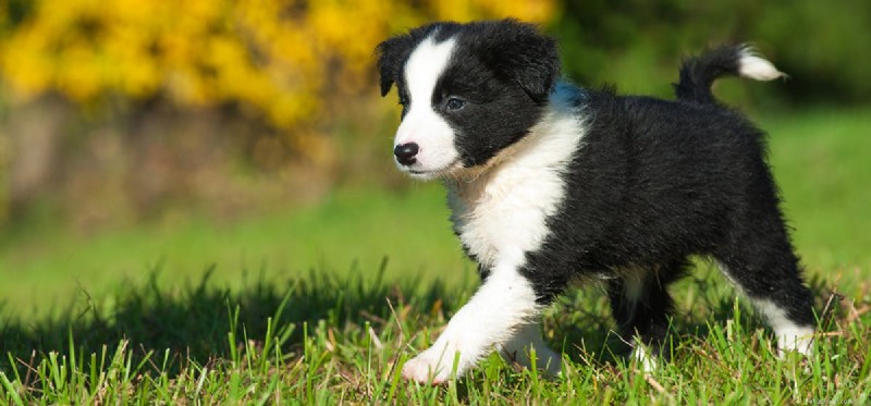 Is Codeine Safe for Dogs? A Veterinary Guide