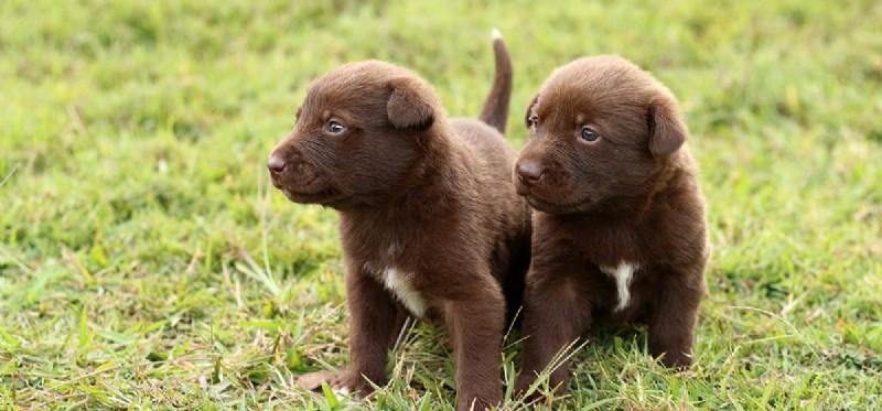 Is Codeine Safe for Dogs? A Veterinary Guide