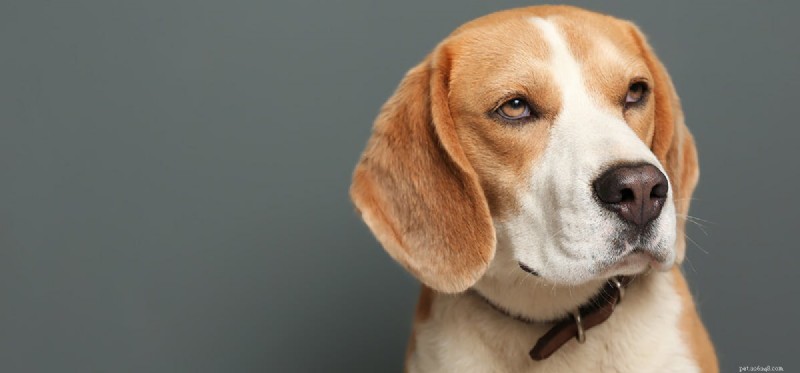 Is Codeine Safe for Dogs? A Veterinary Guide