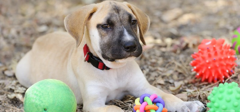 Is Garlic Safe for Dogs? A Comprehensive Review