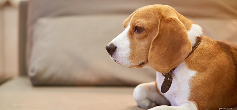 Is Garlic Safe for Dogs? A Comprehensive Review