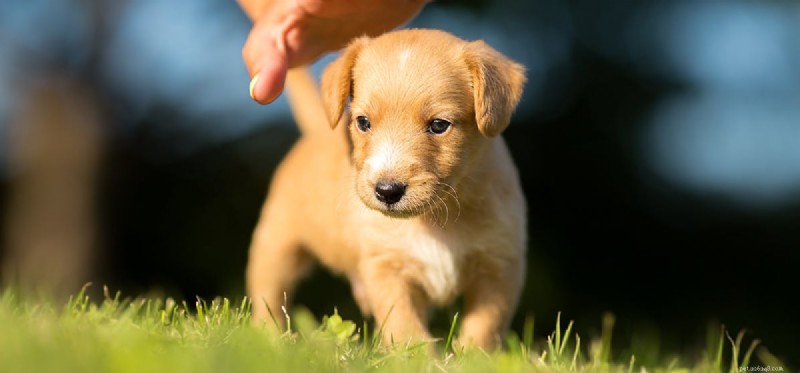 Do Dogs Experience Gout? Understanding Symptoms, Causes, and Treatment