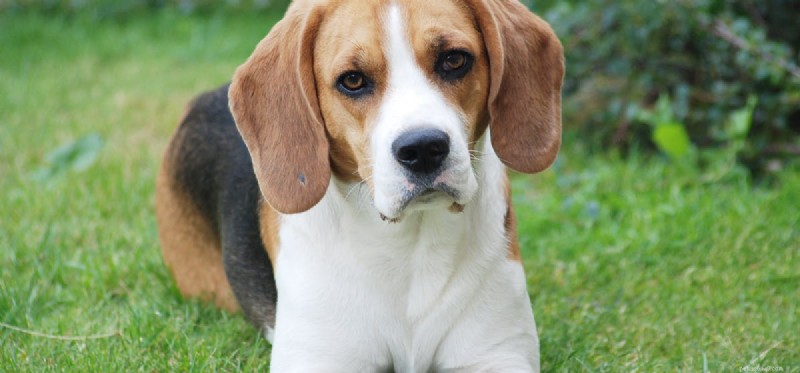 Do Dogs Experience Gout? Understanding Symptoms, Causes, and Treatment