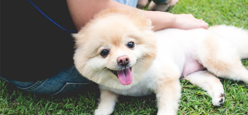 Do Dogs Experience Gout? Understanding Symptoms, Causes, and Treatment