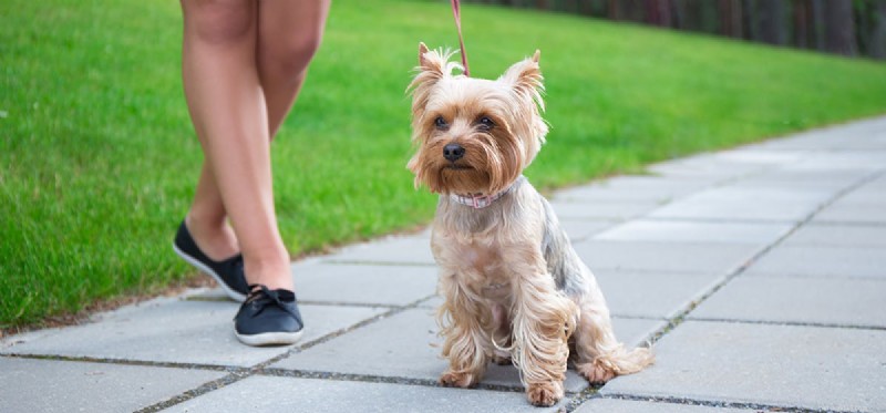 Do Dogs Experience Gout? Understanding Symptoms, Causes, and Treatment