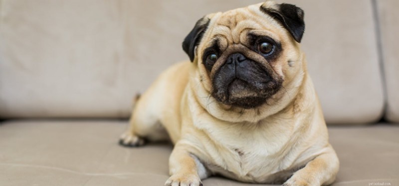 Do Dogs Experience Nightmares? Understanding Their Dream Life