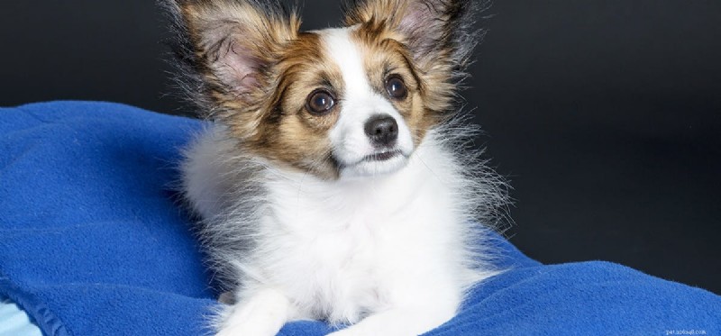 Do Dogs Experience Nightmares? Understanding Their Dream Life