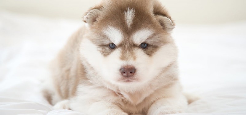 Do Dogs Experience Nightmares? Understanding Their Dream Life